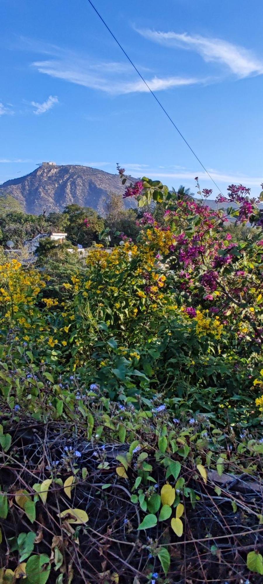 The Secret Garden Bed & Breakfast Pushkar Eksteriør bilde