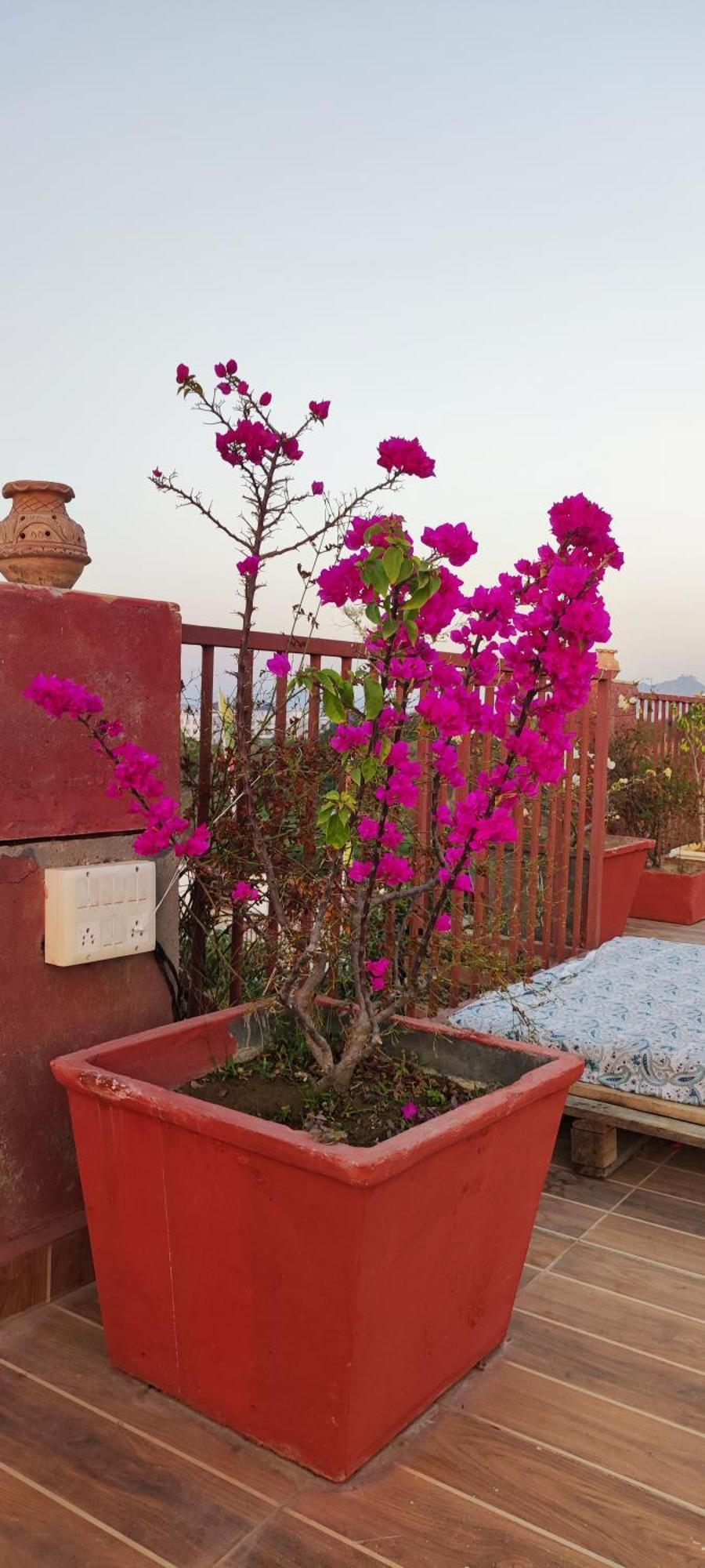 The Secret Garden Bed & Breakfast Pushkar Eksteriør bilde