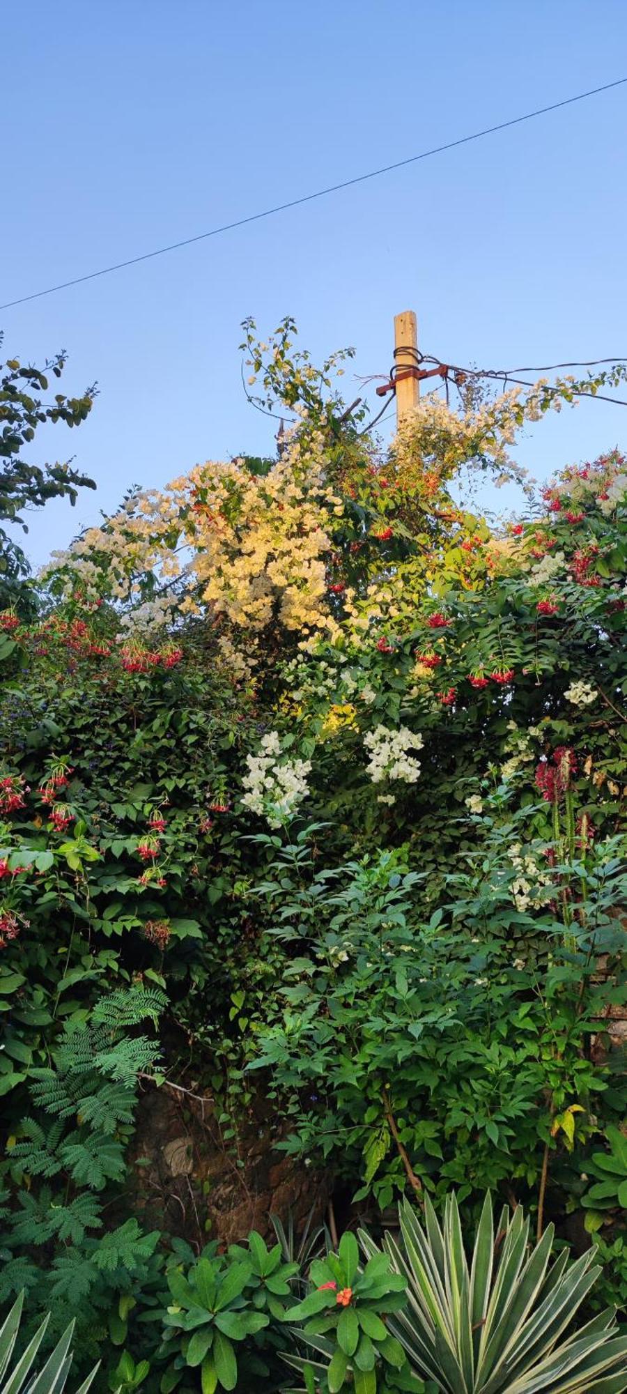 The Secret Garden Bed & Breakfast Pushkar Eksteriør bilde